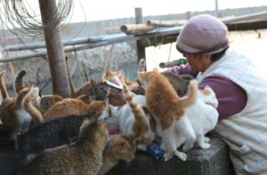 أوشيما - جزيرة القط في اليابان