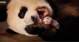 ليس أفضل أمهات عالم الحيوان - لماذا يخدع الباندا عندما يولد التوائم