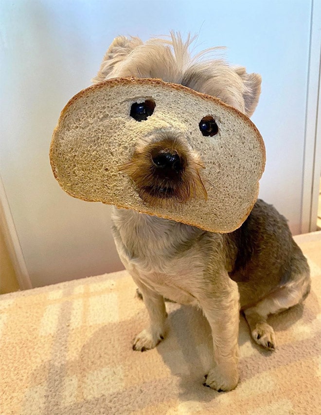 الكلاب التي ترتدي أقنعة الخبز