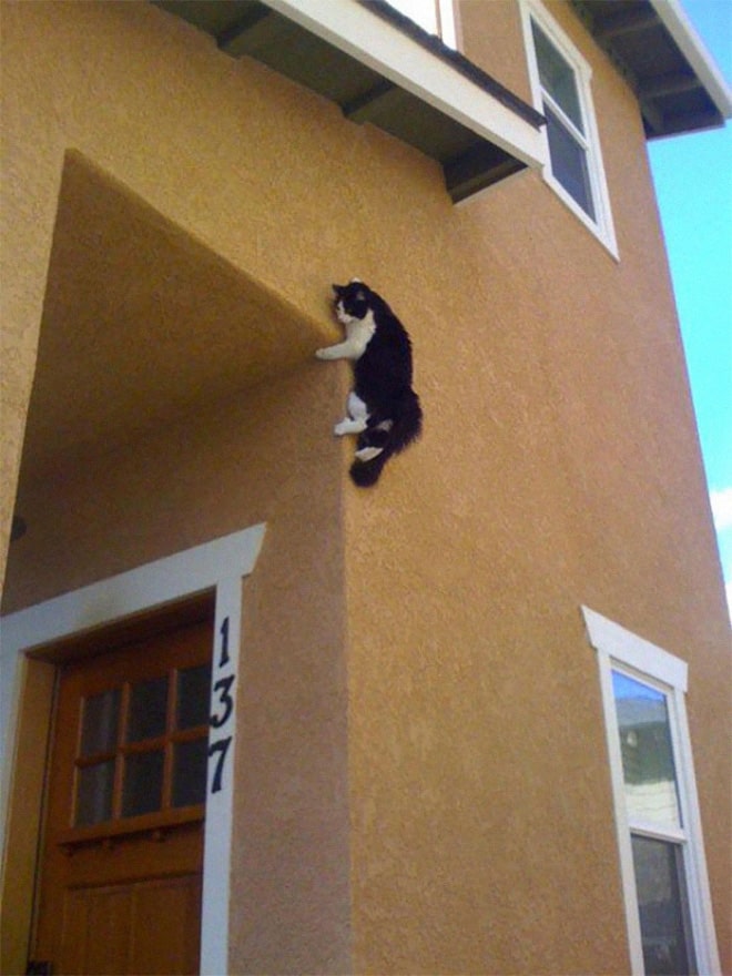 صور قطط تنتهك قوانين الفيزياء