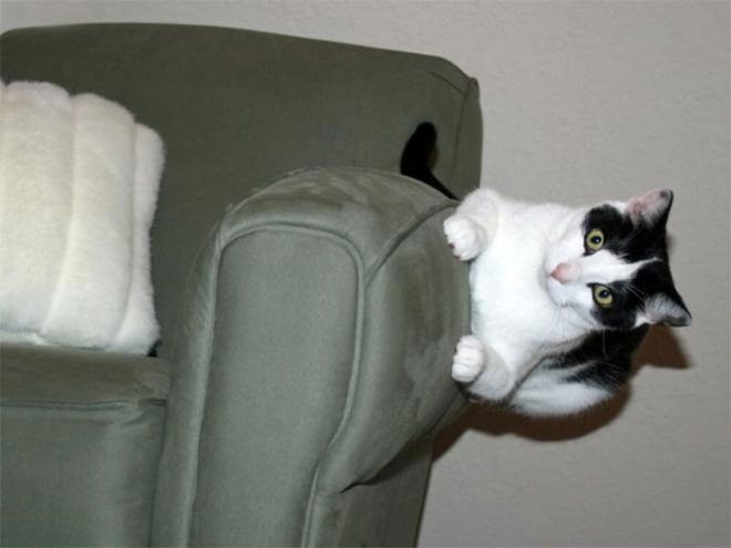 صور قطط تنتهك قوانين الفيزياء